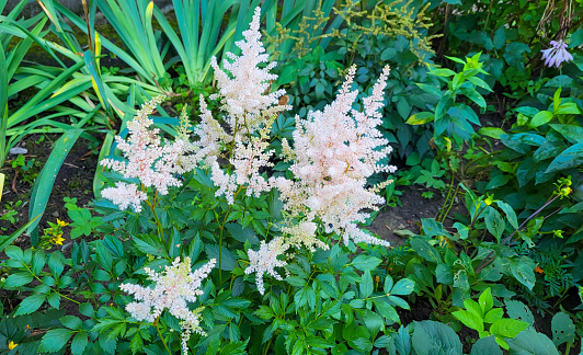 Beautiful, delicate pink astilbe on a green flower bed background