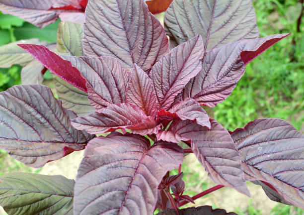istock Amaranth grows in the garden 2151003161
