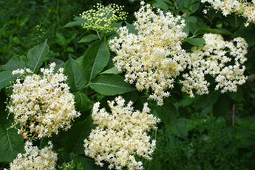 Viburnum dilatatum, commonly called linden viburnum because its leaves resemble those of the linden tree, is native to East Asia, including Japan. White flowers in showy, domed clusters appear in late spring (April to early June). Flowers give way to bright red fruits that mature to black in fall and winter. Berries are attractive to birds.