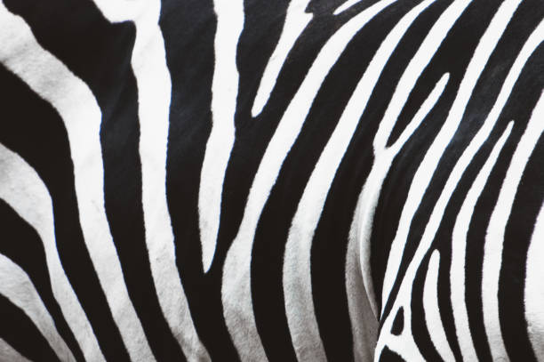 istock Zebra skin texctured background, high quality photo. 2151003322