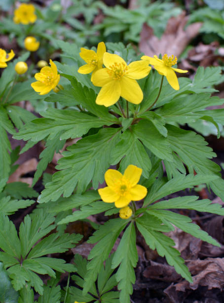istock Spring in the forest blooms anemone yellow (Anemone ranunculoides). 2151003339