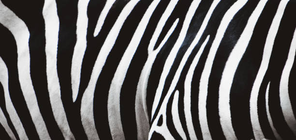 istock Zebra skin texctured background, high quality photo. 2151003354