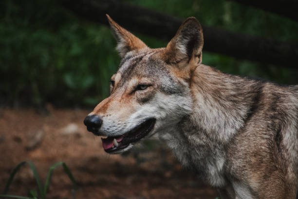 istock Portrait of an Indian wolf howling. 2151003366