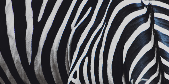 Zebra skin texctured background, high quality photo.