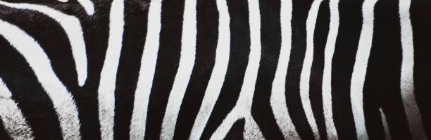 istock Zebra skin texctured background, high quality photo. 2151003508