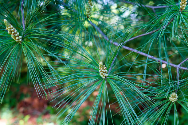 A close up of a branch on a pine tree