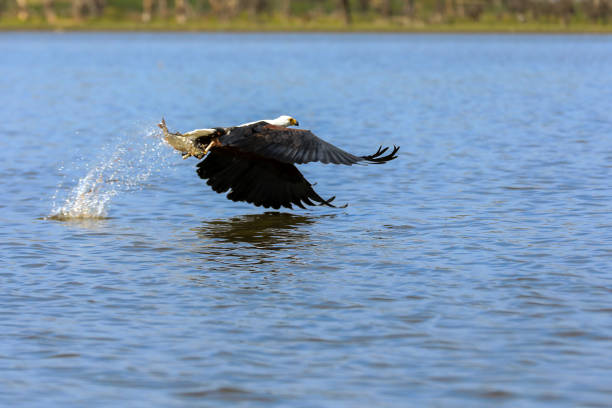 Female Kingfisher in the air over Woodwalton Fen nature reserve.