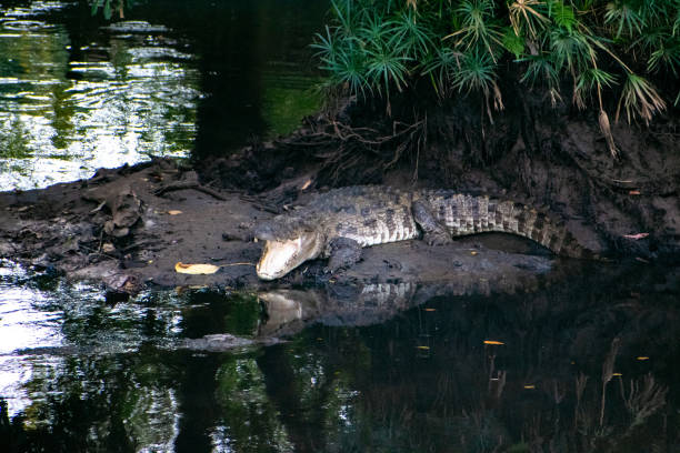 istock Crocodile spotted near the river water in the forest. 2151004383