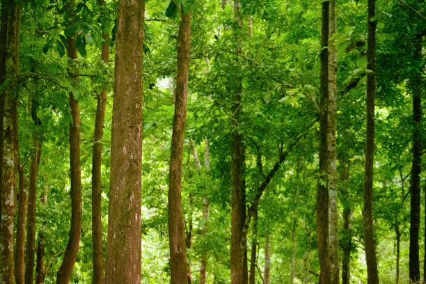 Rainforest trees beautiful background in the summer.