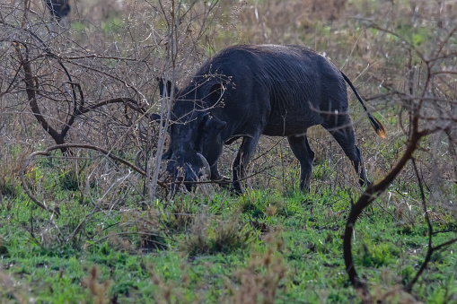Common warthog (Phacochoerus africanus) at Serengeti national park, Tanzania. Wildlife photo