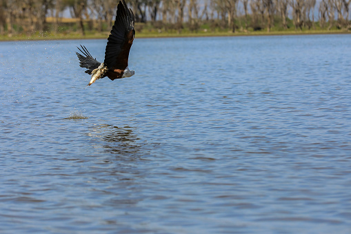 African Fish Eagle hunting fish in Lake Naivasha
