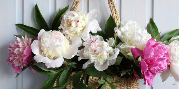 istock garden pink and purple peonies close-up. 2151006809