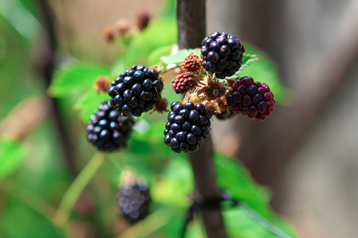 Blackberries growing on a branch in the garden