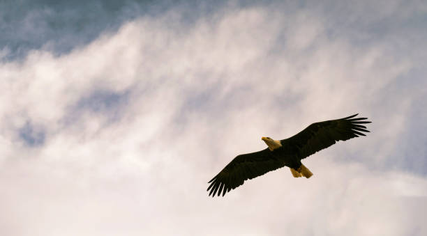 istock Bald eagle a species of Hawks (accipitridae) 2151007918