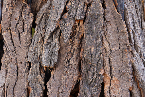 bark texture close up natural wallpaper background