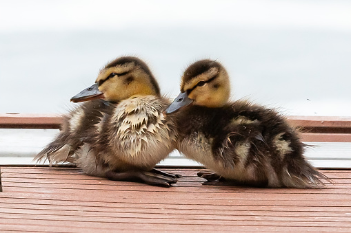 Two little ducklings out of the water drying their feathers and keeping warm.  Baby ducks.  Puppies with feathers.  small birds