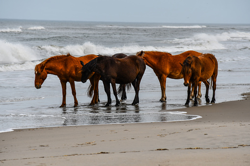 Wild Seahorses or Sandalwood Ponies (named after the Sandalwood Trees) also known as the Sea Horses of Sumba in the Indian Ocean close to the beach. Sumba - Sandalwood Island - Nusa Tenggara Timur, Indonesia, Southeast Asia