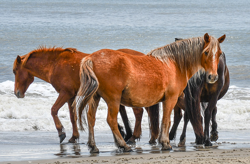 A group of female wild horses on the beach in Corolla North Carolina and one eyes the camera