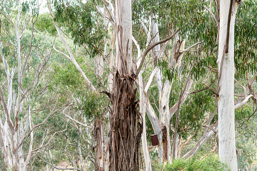 Rubida Dry Bark Falling Off A Euecalyptus Rubida Tree Stock Photo - Download ...