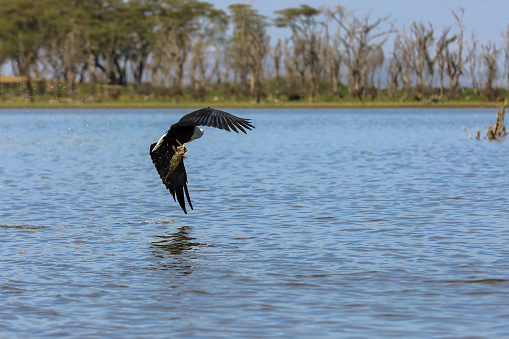 African Fish Eagle hunting fish in Lake Naivasha