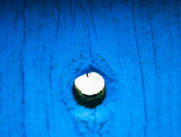 Close-Up Macro of a Tree Trunk Cross-Section with  Natural Growth Rings