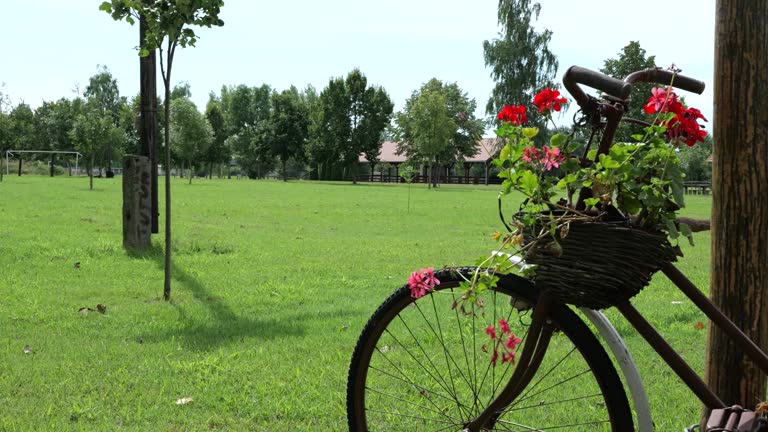 Old Bicycle With Flowers On Wooden Basket In The Farm. - closeup shot