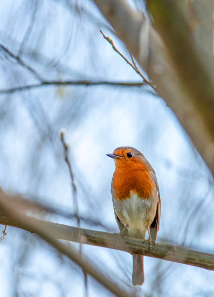 istock Beautiful orange bird on the tree. 2151010592