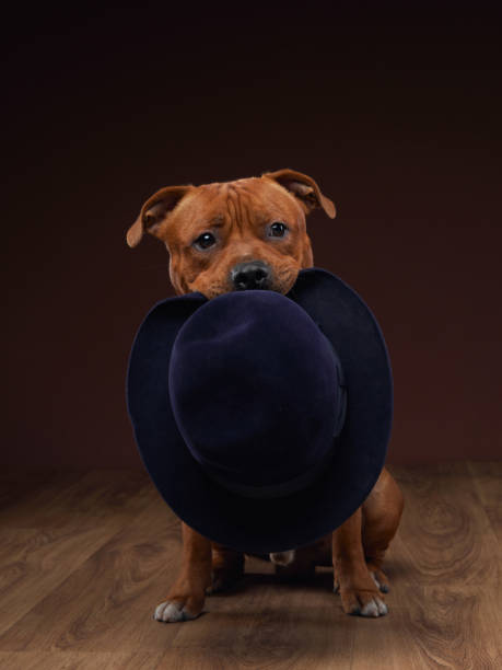 A brown dog peers playfully through a large, stylish navy blue hat in a studio