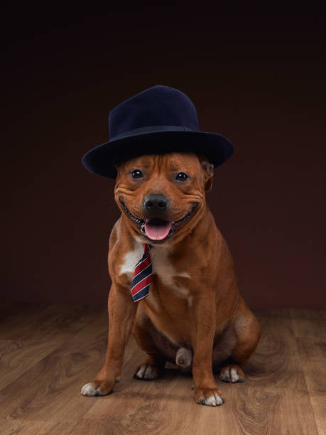 istock A brown dog grins broadly, sporting a stylish hat and necktie in a studio setup 2151012166