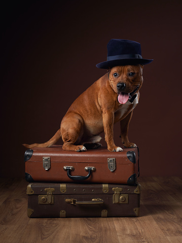 Adventurous pup perched on vintage suitcases, donning a classic hat. The brown dog eager tongue and bright eyes suggest excitement for the journey