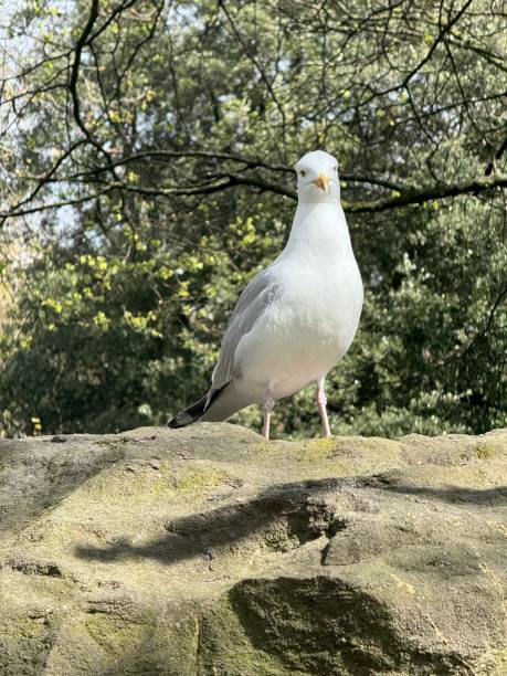 istock White Seagull in St Stephen's Green Park 2151012384