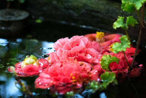 Pink camellia flowers float on dark water with a blurred backdrop. Captured from a low angle in full bloom, the serene water reflects the flowers, enhancing their beauty with a touch of mystery.