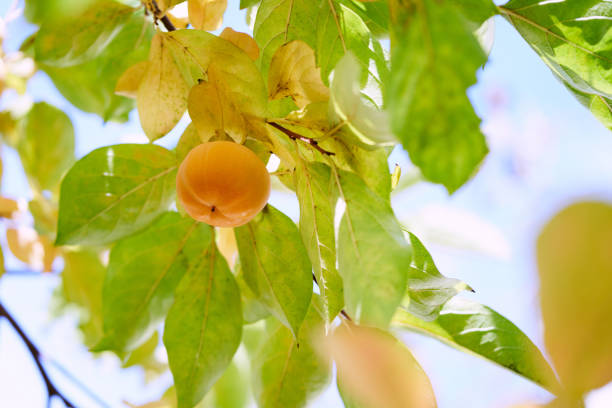 Orange persimmon hangs on yellowing tree branches against a blue sky. High quality photo