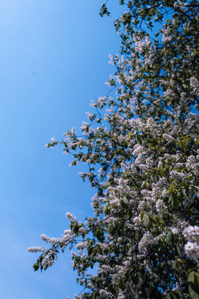 Spring blooming flowers on blue sky background