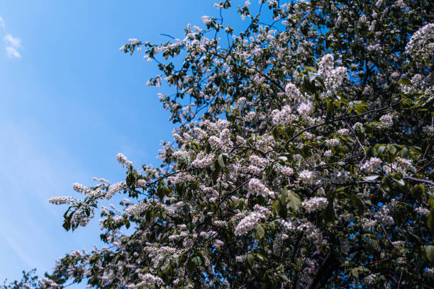 Blue sky background