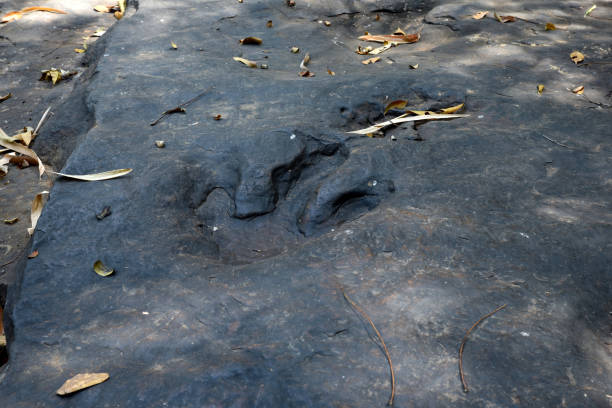 istock Dinosaur footprints Three-toed predatory species Carved in black natural stone. 2151015356