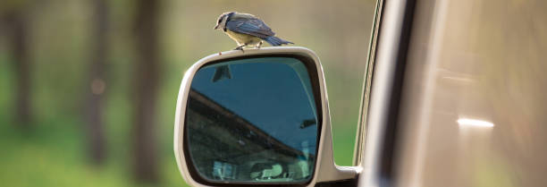 istock The bird in the car mirror 2151015399
