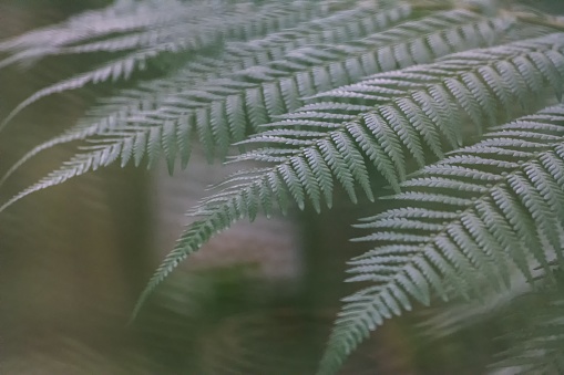 A stunning close-up image of a fragile fern frond in a beautiful shade of green, with intricate patterns and textures, perfect for nature-themed projects and designs.