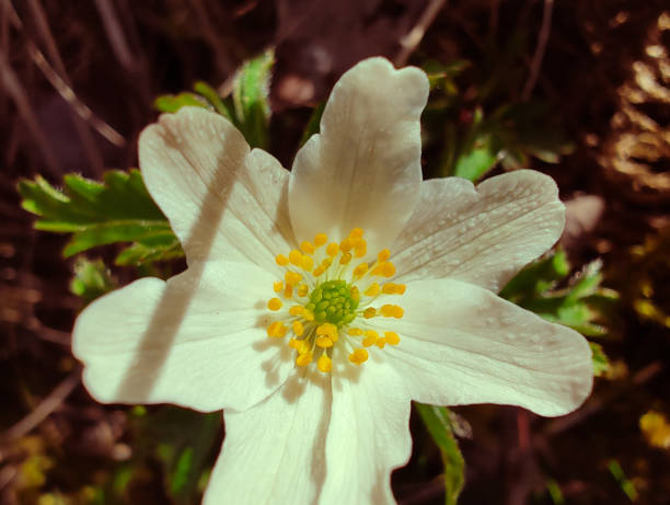 a close up of a flower
