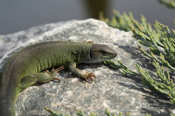 istock Green lizard on stone in the garden 2151017142