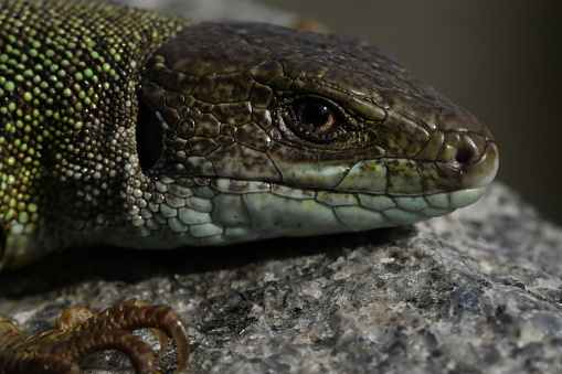 Studio shoot of beautiful lizard on dark background