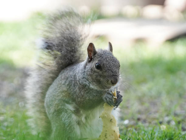 istock a squirrel enjoying food and captured in close up 2151019330