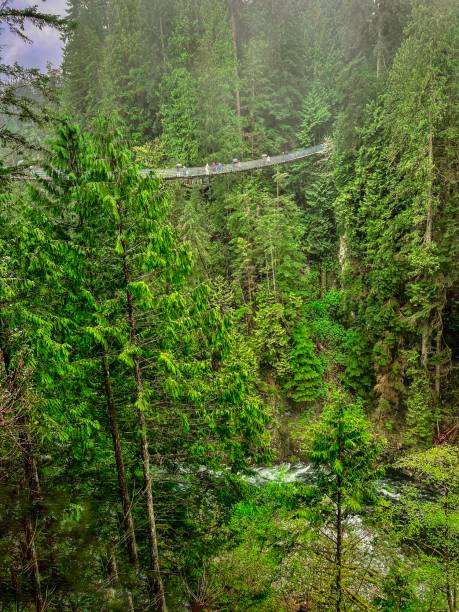 istock Capilano Suspension Bridge - Vancouver, BC 2151019512