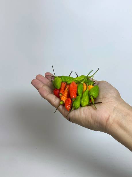 istock Isolated of man's hand holding fresh chili 2151020074