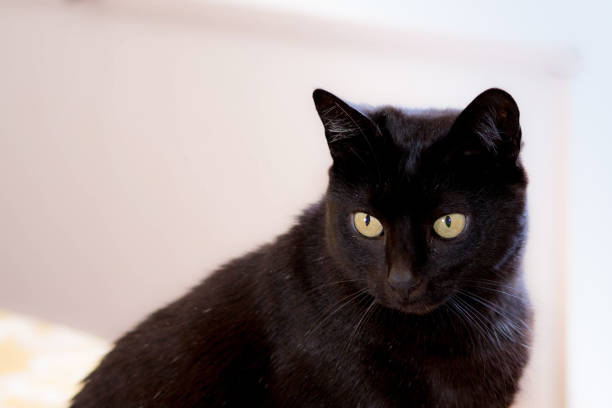 istock Black cat with yellow eyes on a light background. 2151020364
