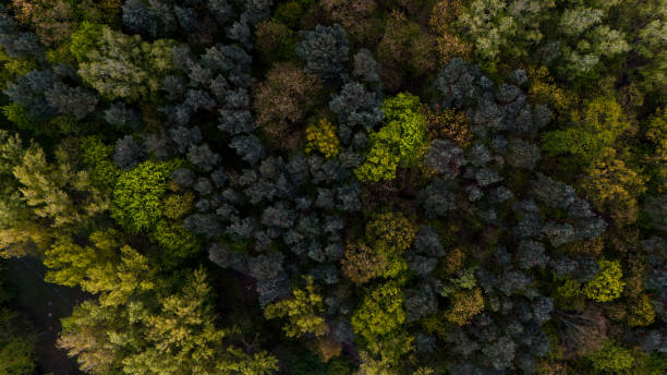 istock bird's eye view of the park at sunset 2151020899