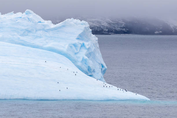 Adélie penguins (Pygoscelis adeliae) on ice floes in the Weddell Sea, Antarctica