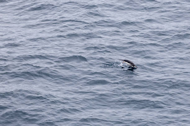 After crossing the terrifying Drake Street you will reach the South Shetland island waters.