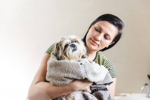 istock Woman Drying Dog With Towel 2151022477