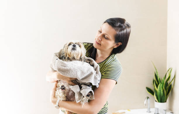 istock Woman Drying Dog With Towel 2151022480